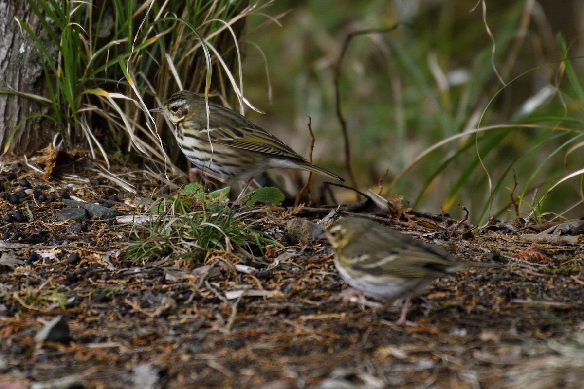 Olive-backed Pipit - Shih-Hao Wang