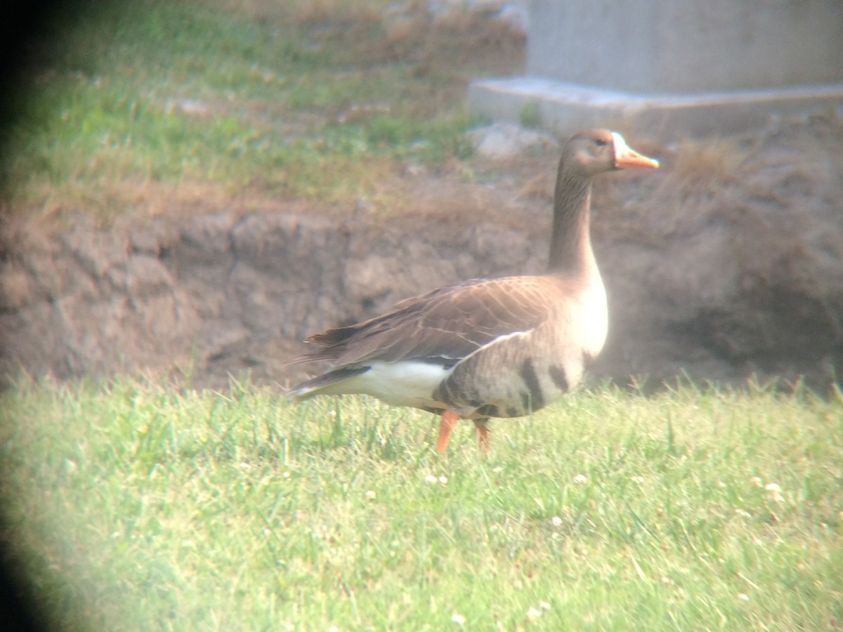 Greater White-fronted Goose - Varick Cowell