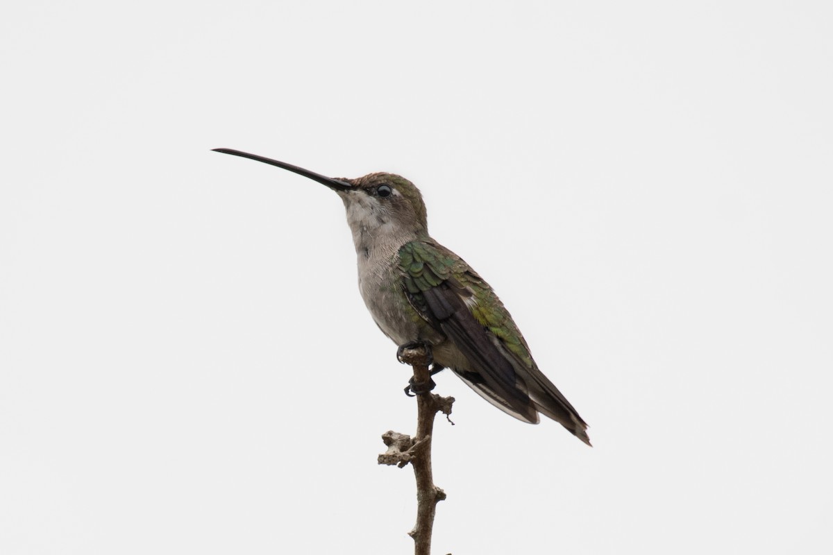 kolibřík cerradový - ML305711651