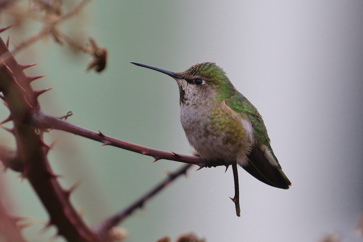 Anna's Hummingbird - ML305715461