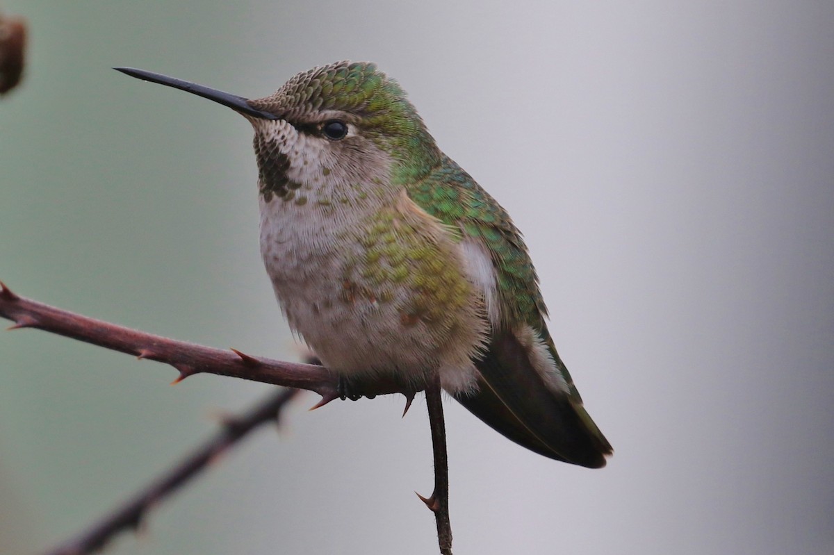 Anna's Hummingbird - ML305715541