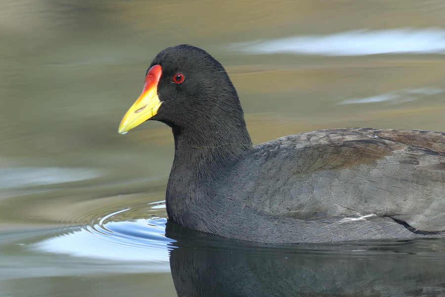 Common Gallinule x American Coot (hybrid) - eBird