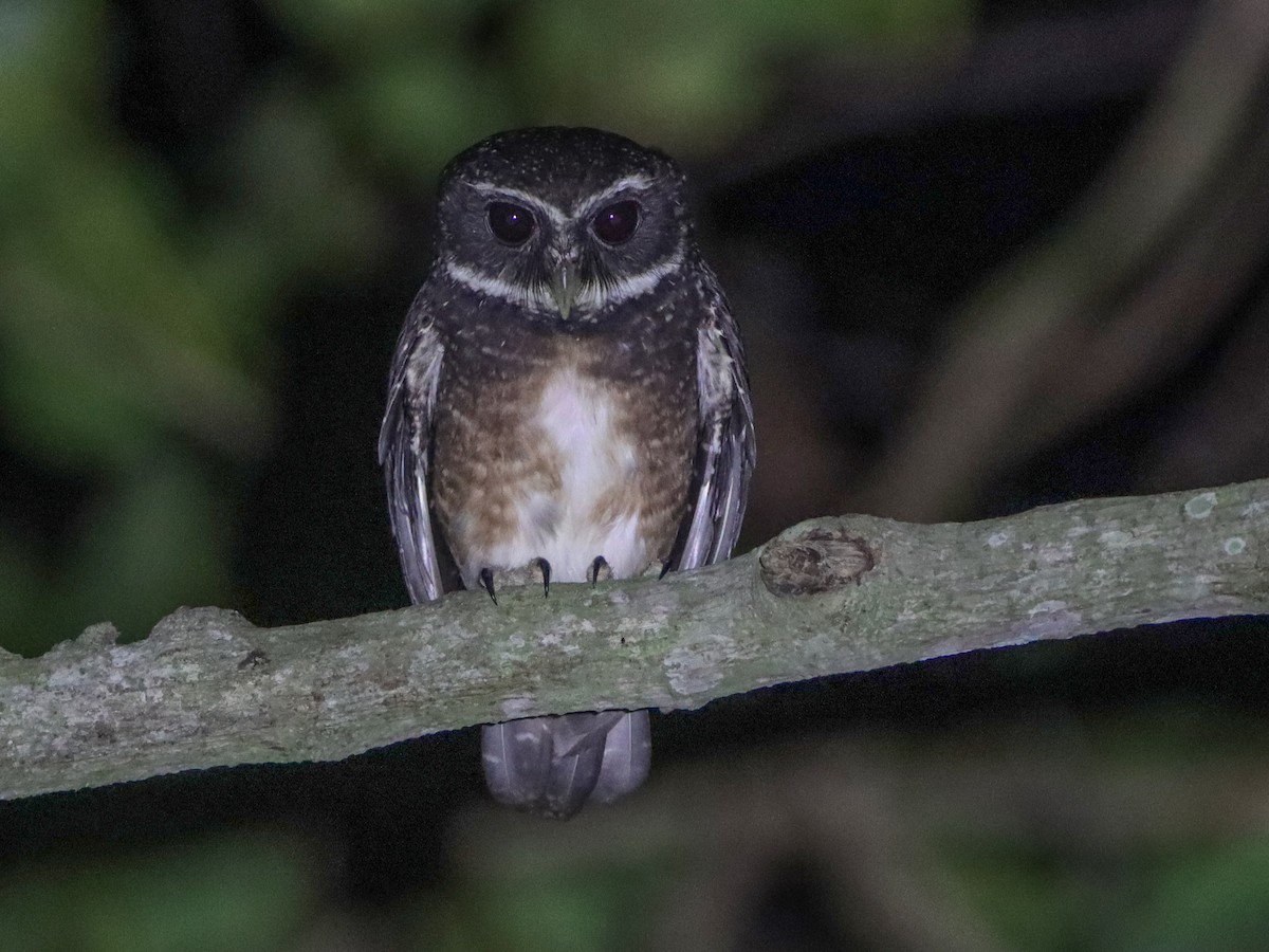 Speckled Boobook - Ninox punctulata - Birds of the World