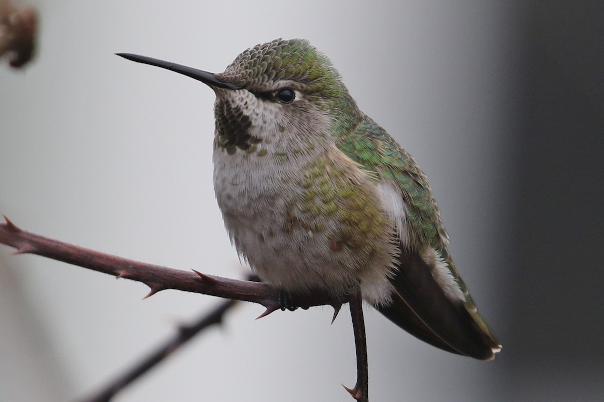 Anna's Hummingbird - ML305716531