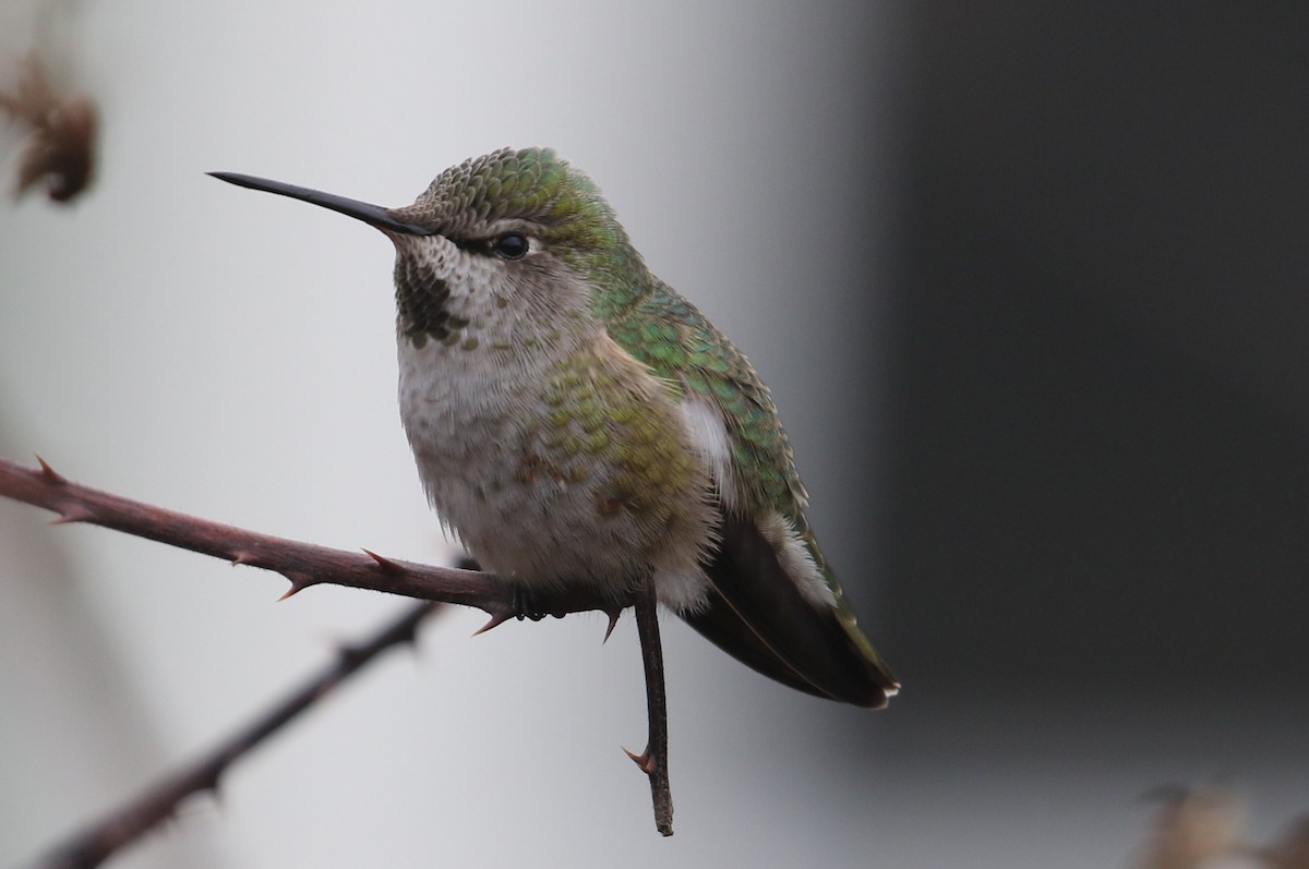 Anna's Hummingbird - ML305716571