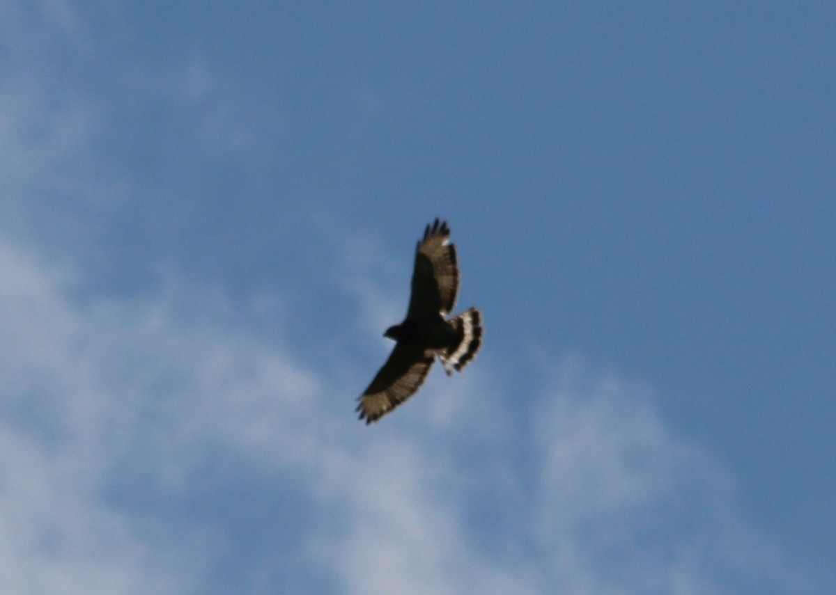 Broad-winged Hawk (Northern) - Susie H