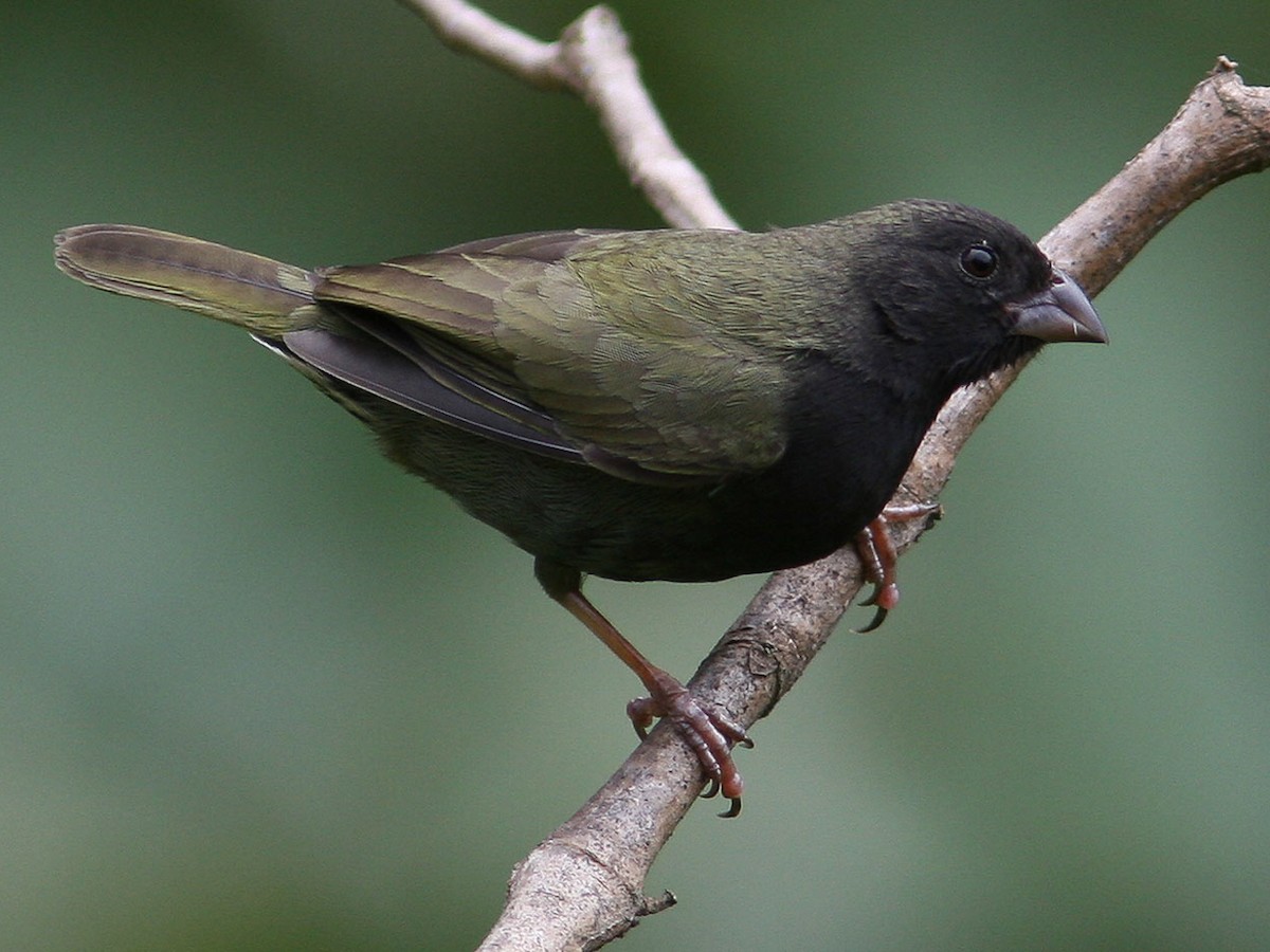 Black-faced Grassquit - Melanospiza bicolor - Birds of the World