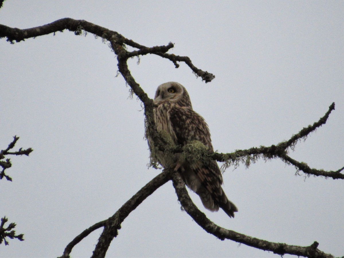 Short-eared Owl - ML305719451