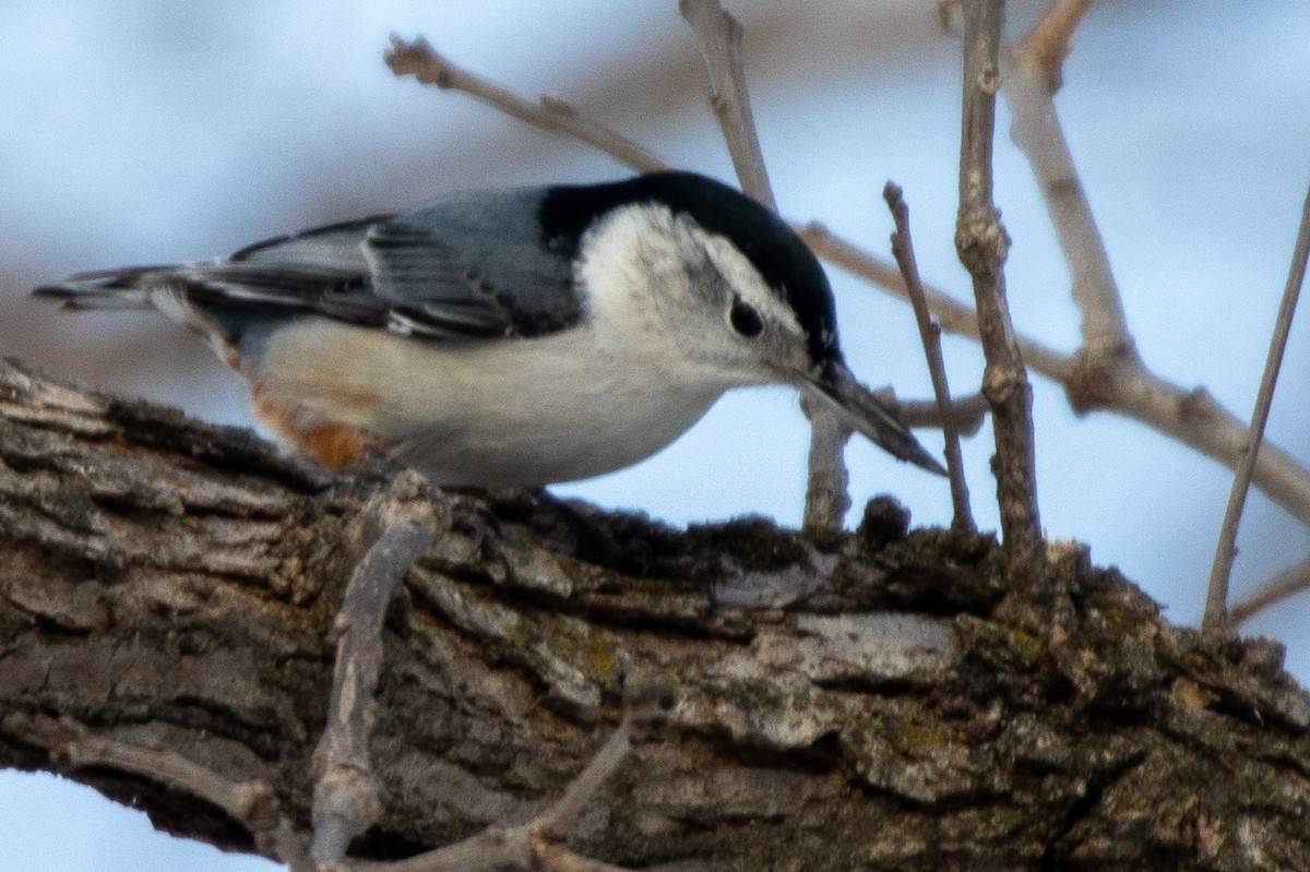 White-breasted Nuthatch - ML305720571