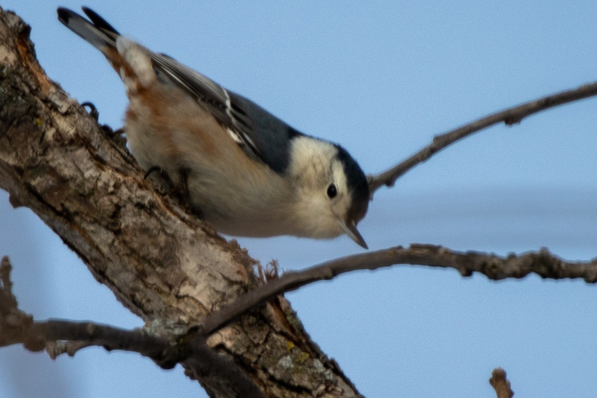White-breasted Nuthatch - ML305720591