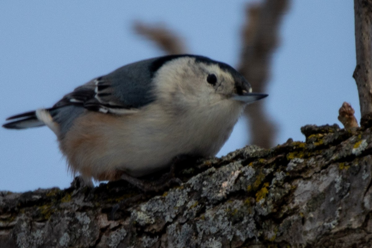 White-breasted Nuthatch - ML305720601