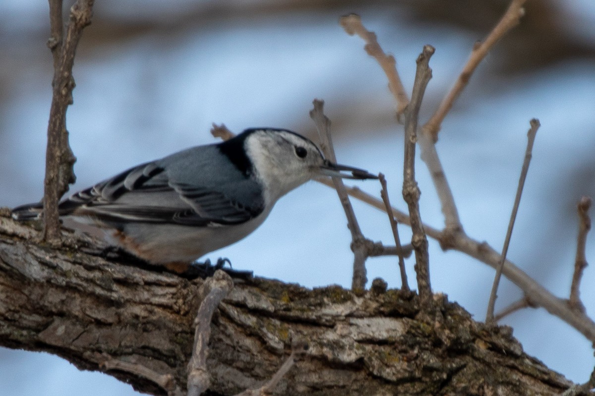 White-breasted Nuthatch - ML305720611