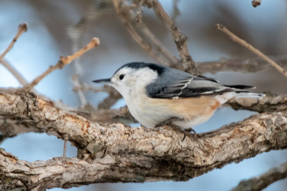 White-breasted Nuthatch - ML305720641