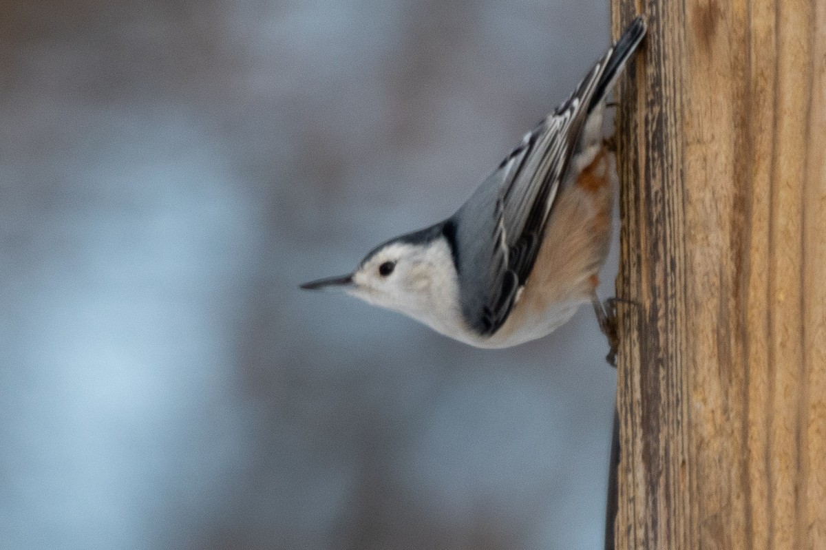 White-breasted Nuthatch - ML305720681