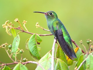  - Green-tailed Goldenthroat