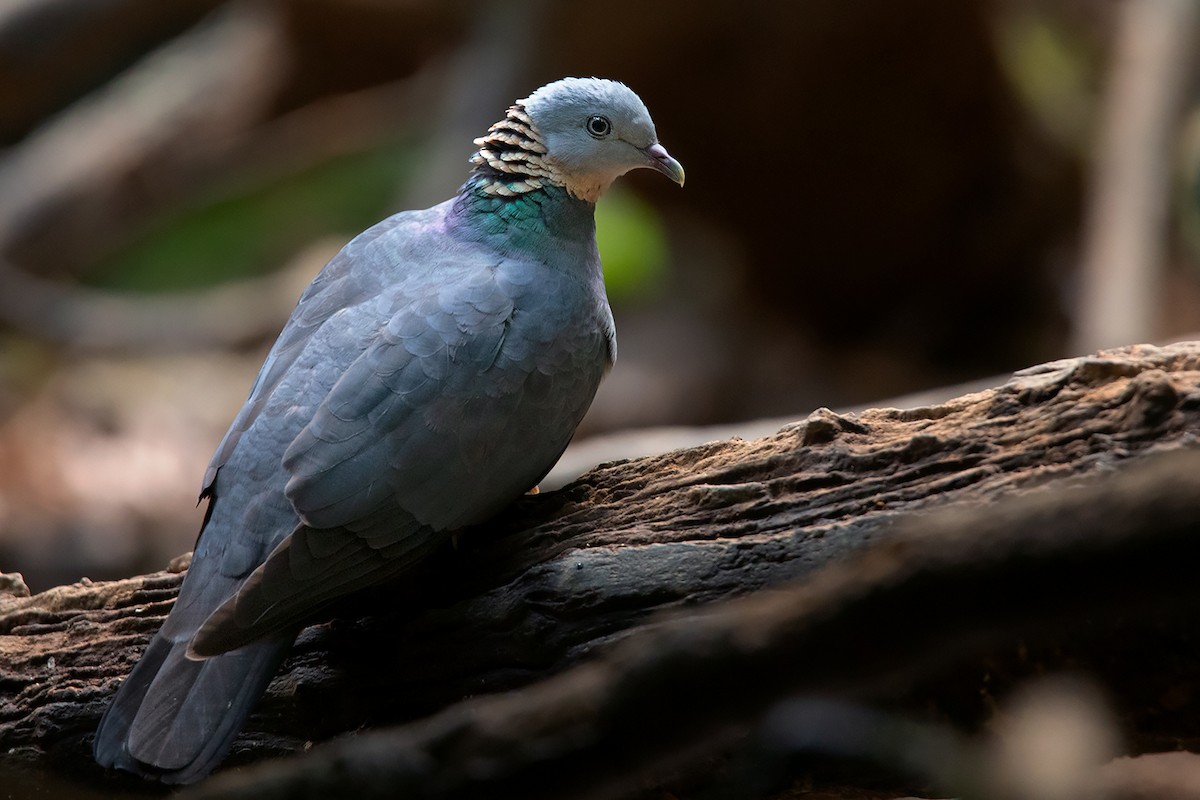 Ashy Wood-Pigeon - ML305722251