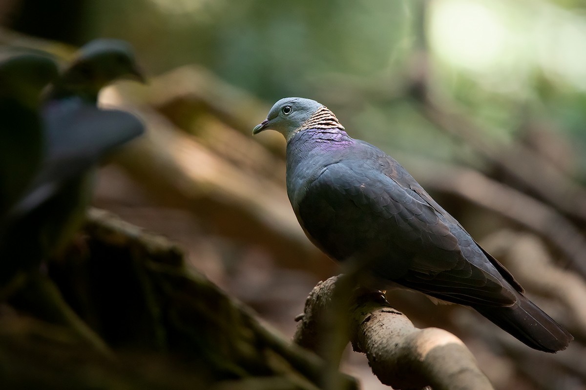 Ashy Wood-Pigeon - ML305722261