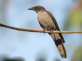  - Andaman Cuckooshrike