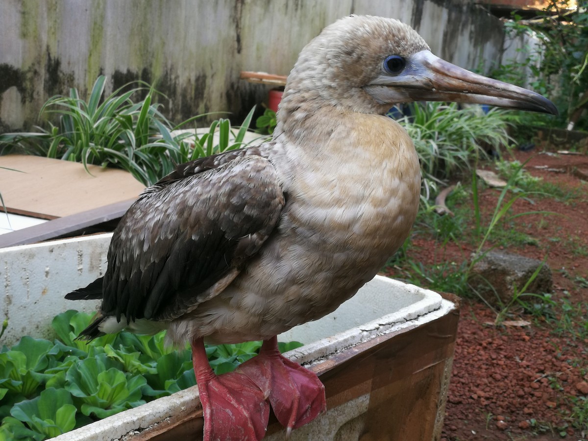 Red-footed Booby - ML305726691