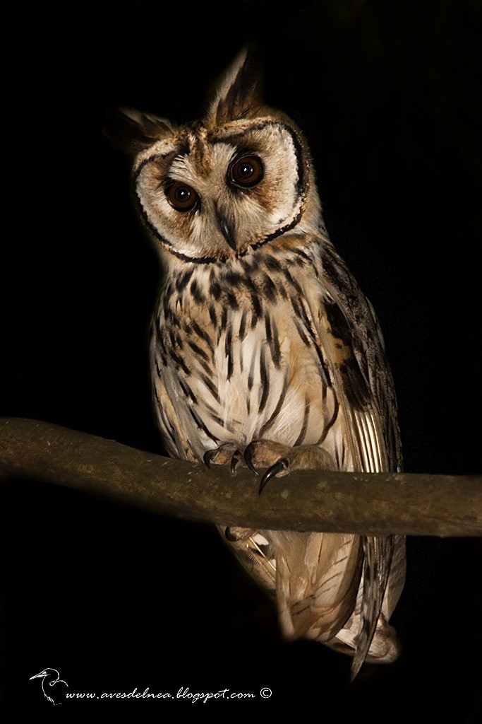 Striped Owl - Marcelo Allende