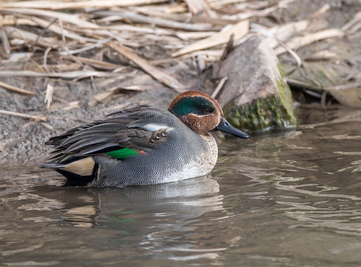 Green-winged Teal - ML305727371