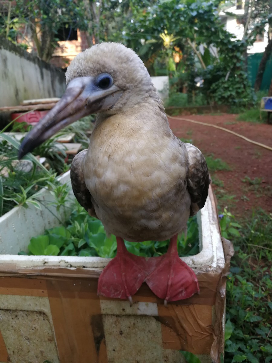 Red-footed Booby - ML305727401