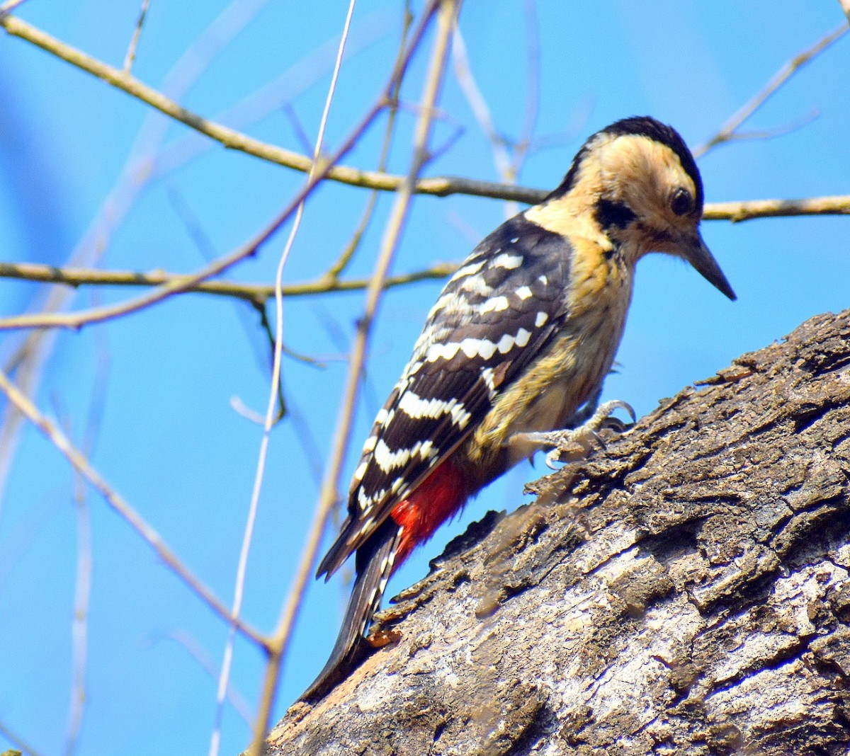 Fulvous-breasted Woodpecker - ML305729461
