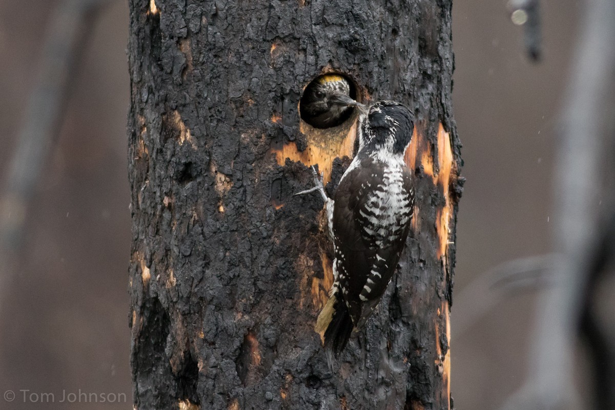 American Three-toed Woodpecker - ML30573241