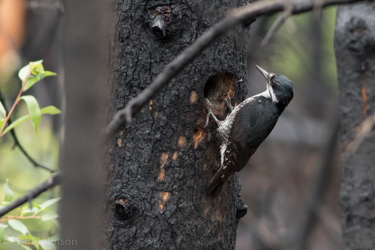 Black-backed Woodpecker - Tom Johnson