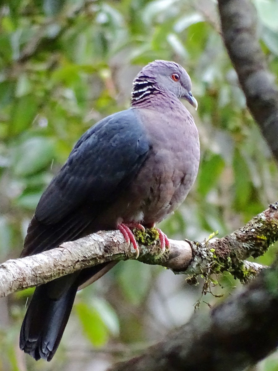 Sri Lanka Wood-Pigeon - ML305733781