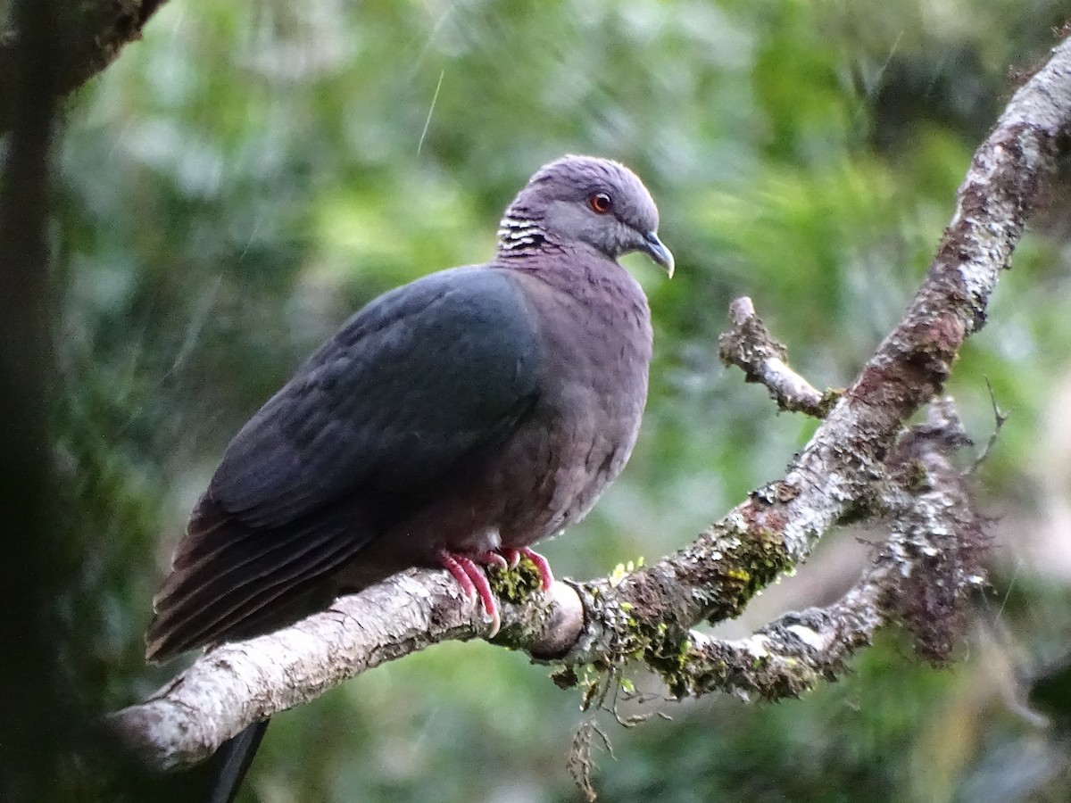 Sri Lanka Wood-Pigeon - ML305733791
