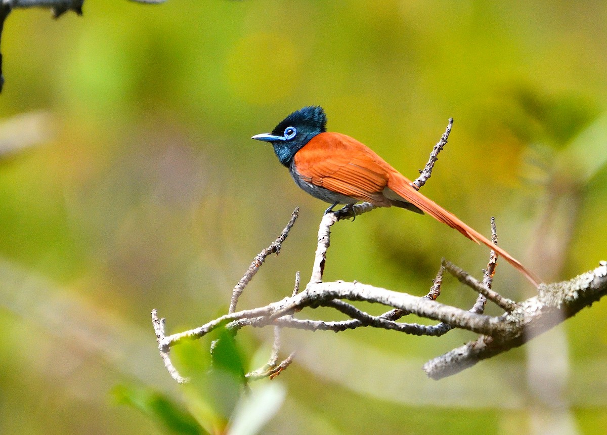 African Paradise-Flycatcher - Nick Baikoff