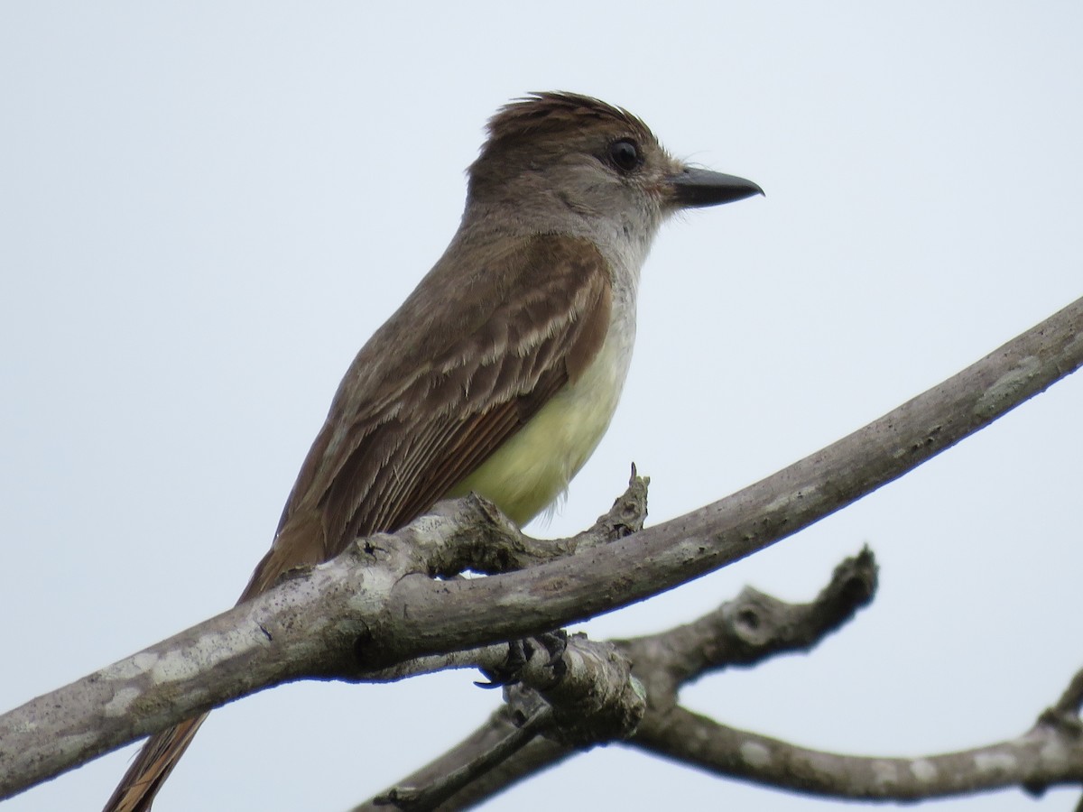 Brown-crested Flycatcher - Great Mayan Birding by Ichi Tours