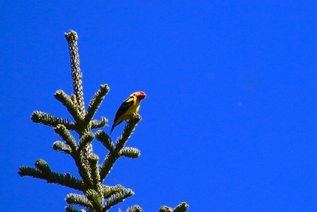 Western Tanager - ML30574401