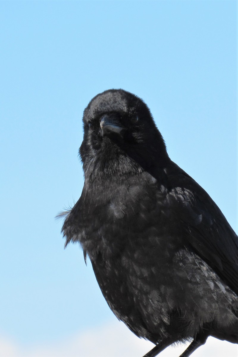 American Crow - ML305745691