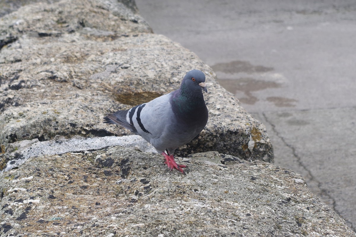 Rock Pigeon (Feral Pigeon) - ML305749361