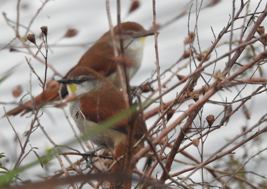 Yellow-chinned Spinetail - ML305755581