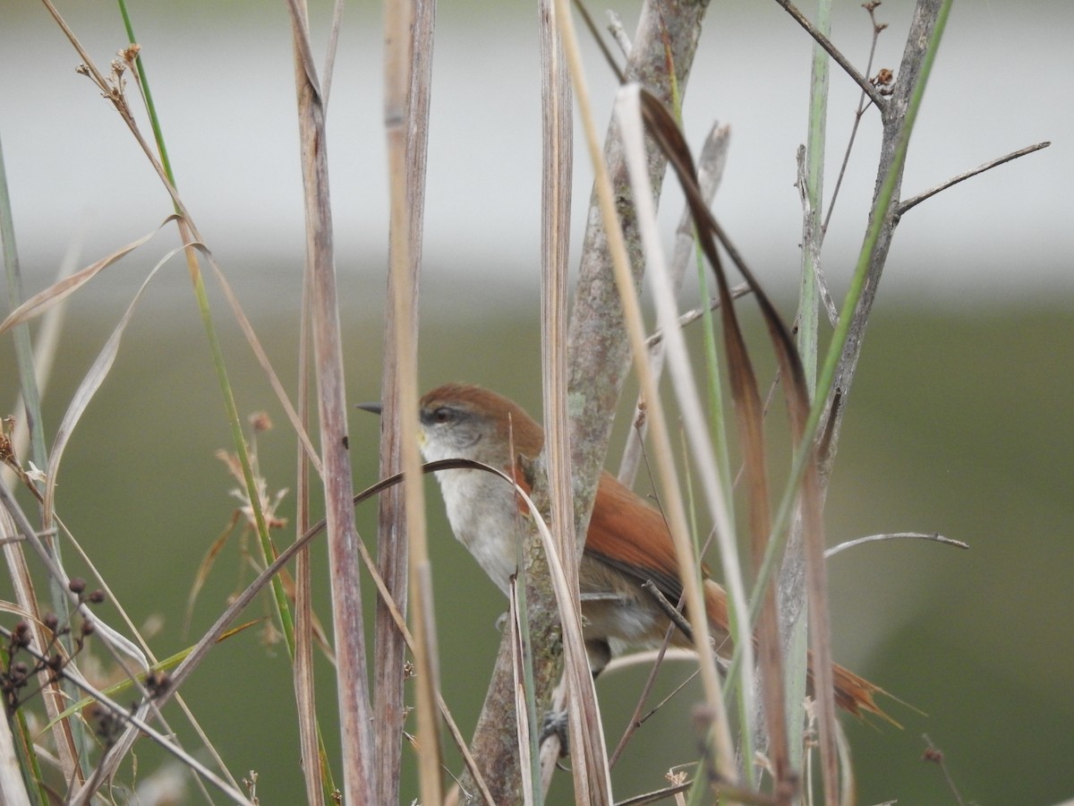 Yellow-chinned Spinetail - ML305755591