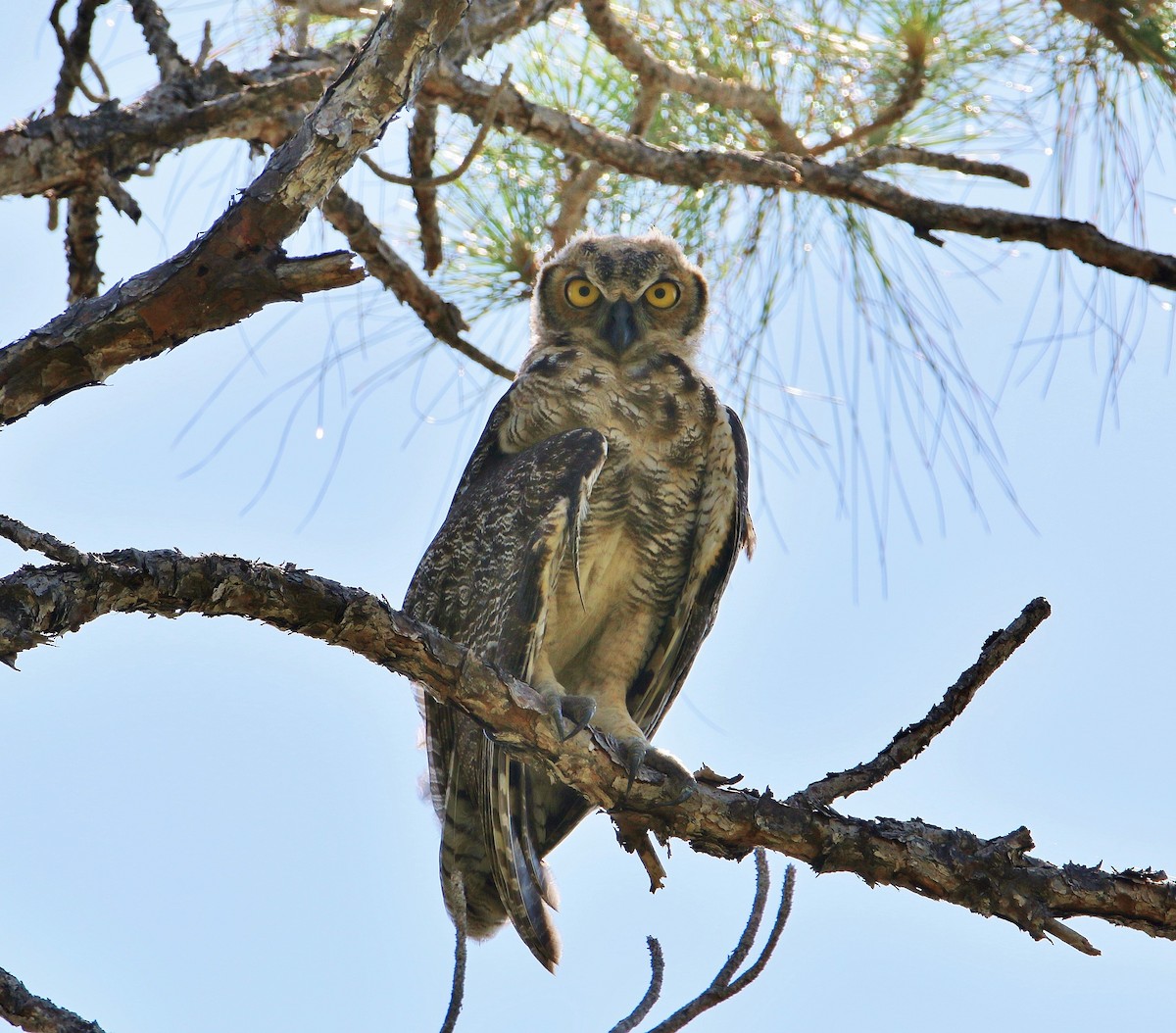 Great Horned Owl - ML30575641