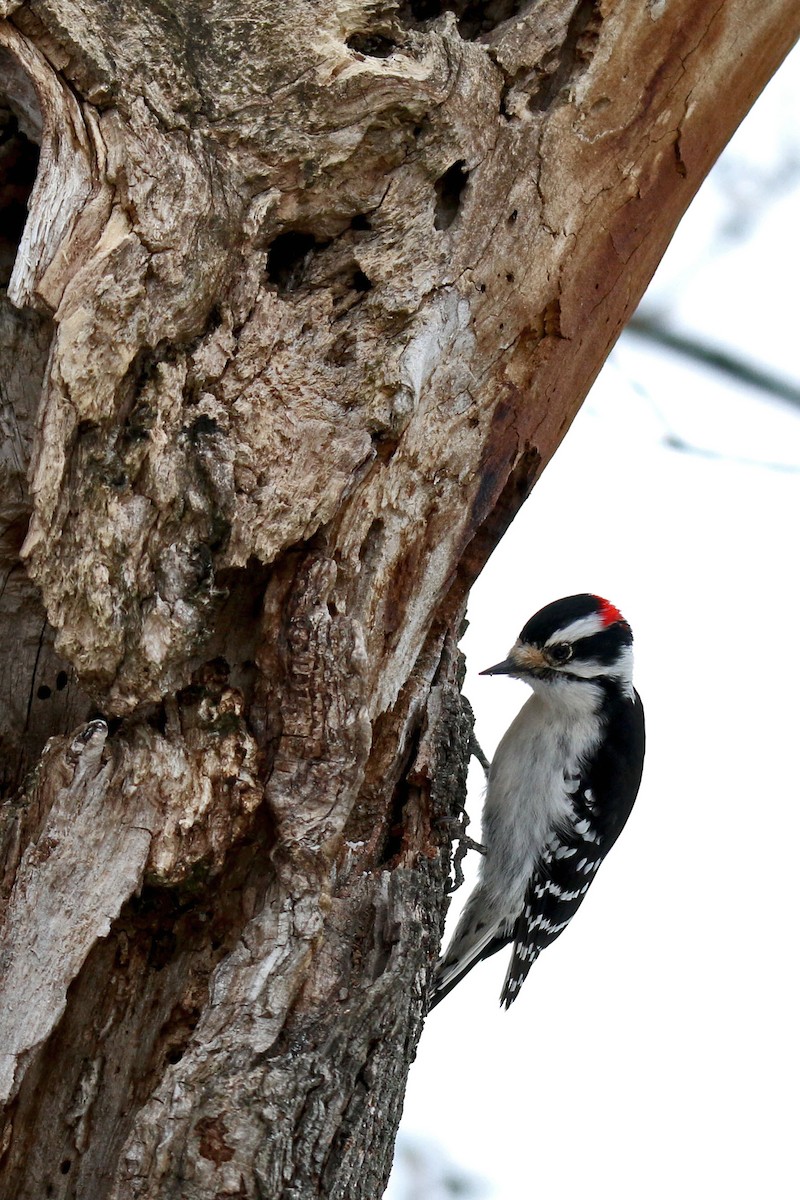 Downy Woodpecker - Agus Jati