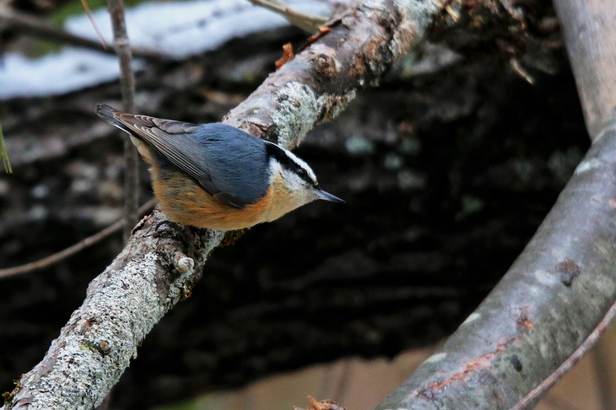 Red-breasted Nuthatch - ML305758881