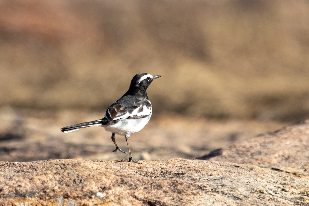 White-browed Wagtail - ML305760271