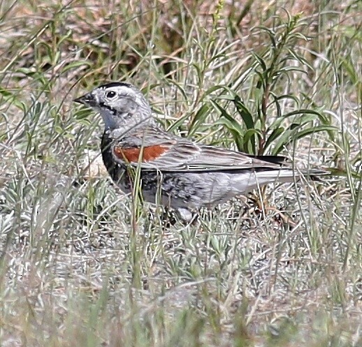 Thick-billed Longspur - Scott Ray