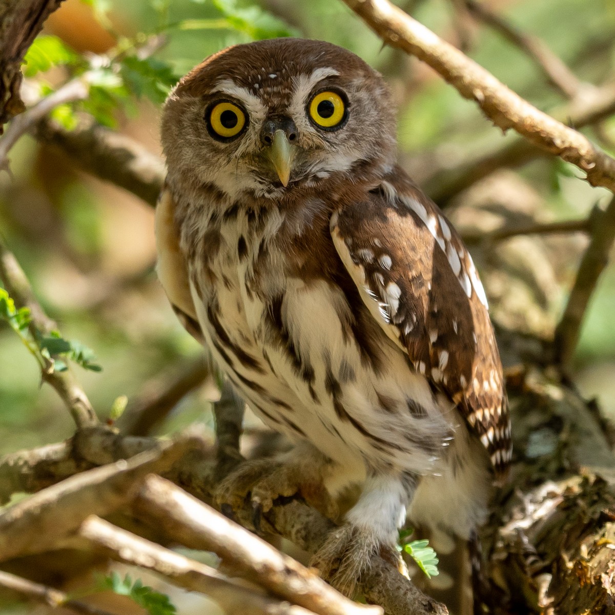 Pearl-spotted Owlet - ML305763481