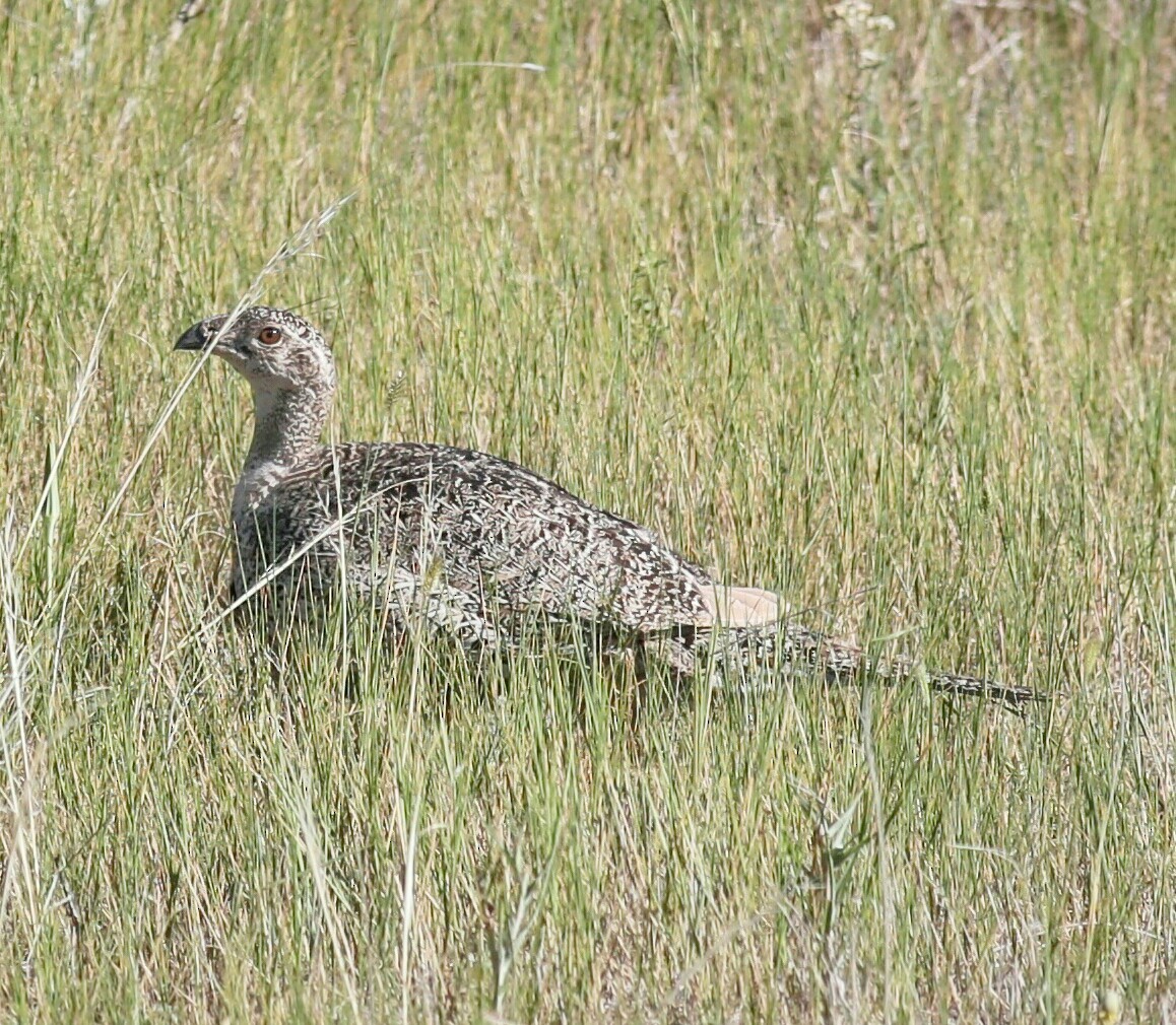 Greater Sage-Grouse - ML30576491