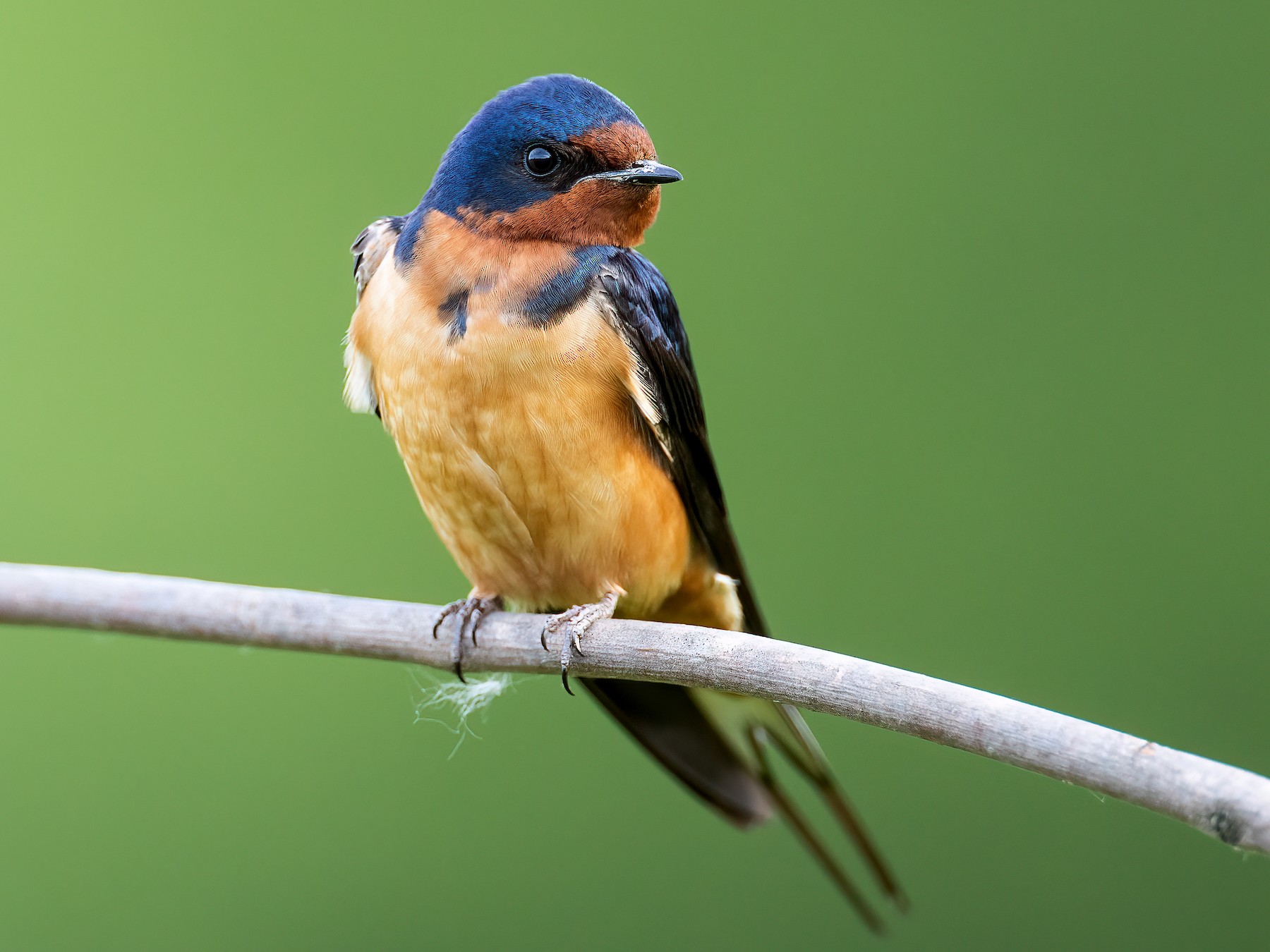 Barn Swallow - Ryan Sanderson