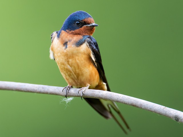 Adult (American) - Barn Swallow - 