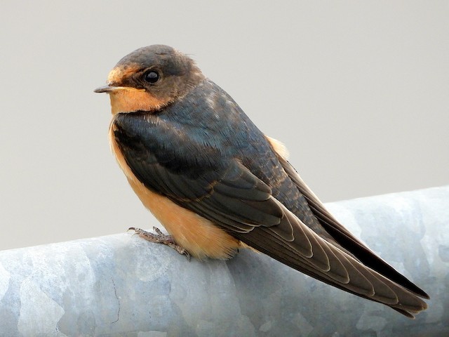 Juvenile (American) - Barn Swallow - 