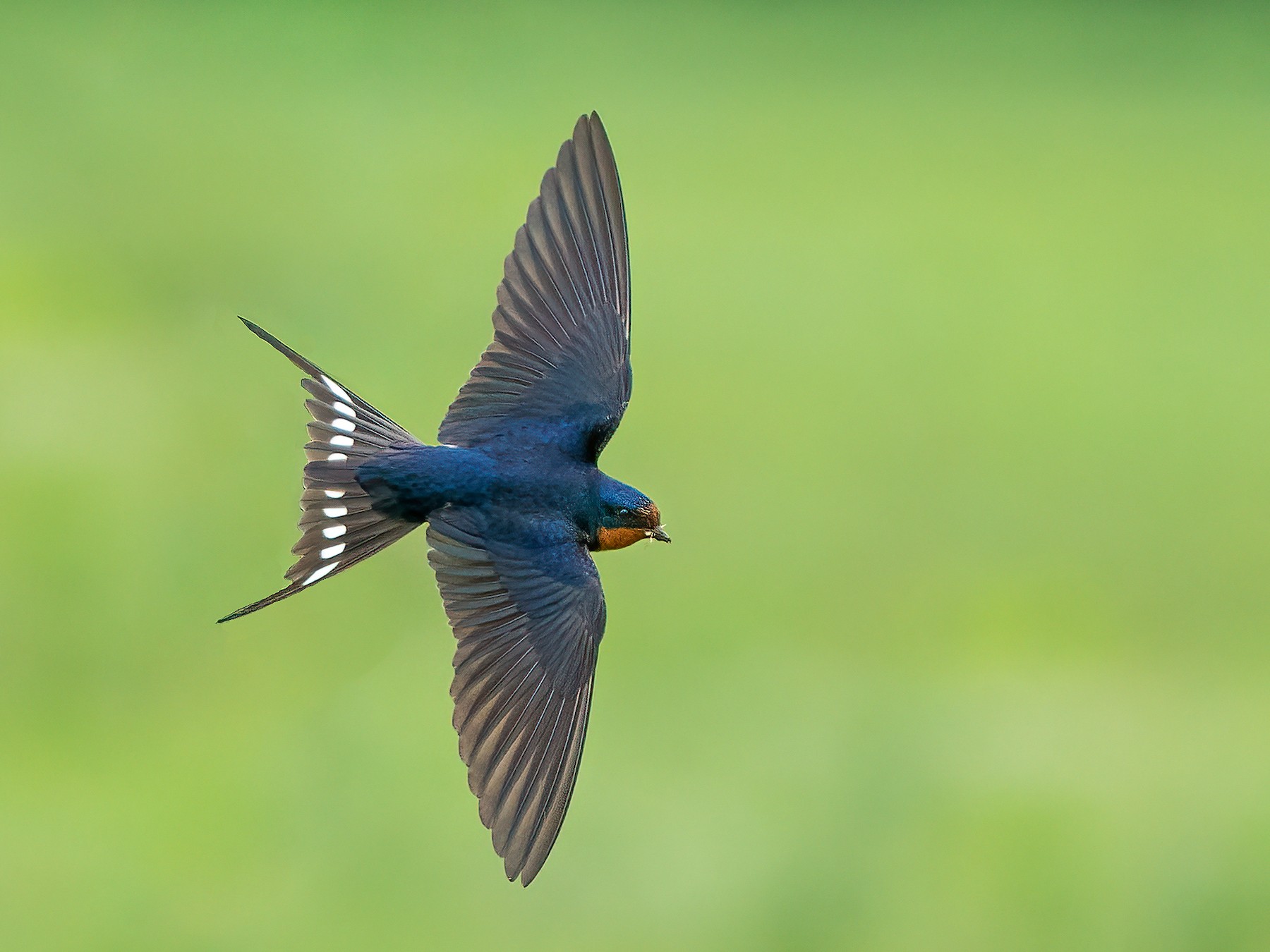 Barn Swallow - Ryan Sanderson