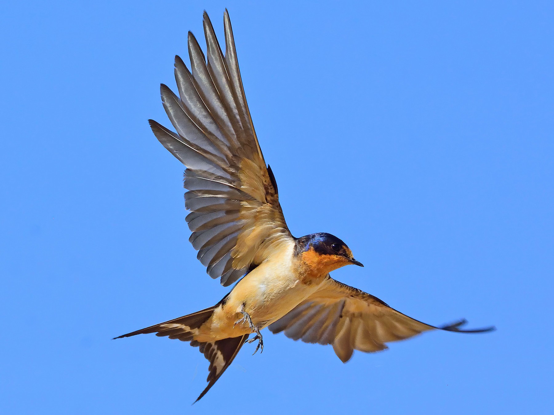 Barn Swallow - Ad Konings